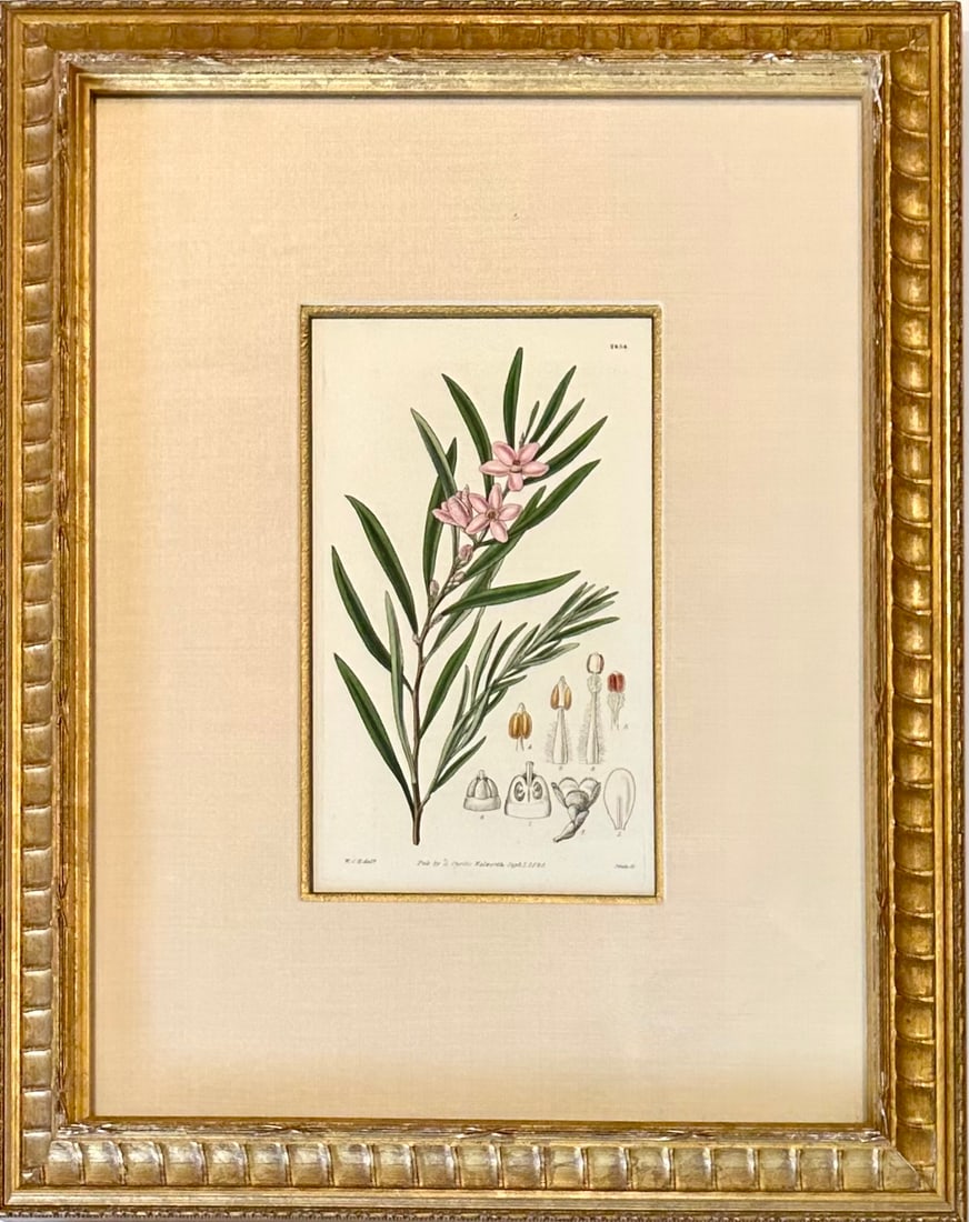 Botanicals: Trillion, Oleander, Snapdragon, Original by by William Curtis, 1803 (Set/4) - 3
