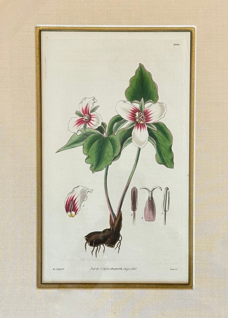 Botanicals: Trillion, Oleander, Snapdragon, Original by by William Curtis, 1803 (Set/4) - 4