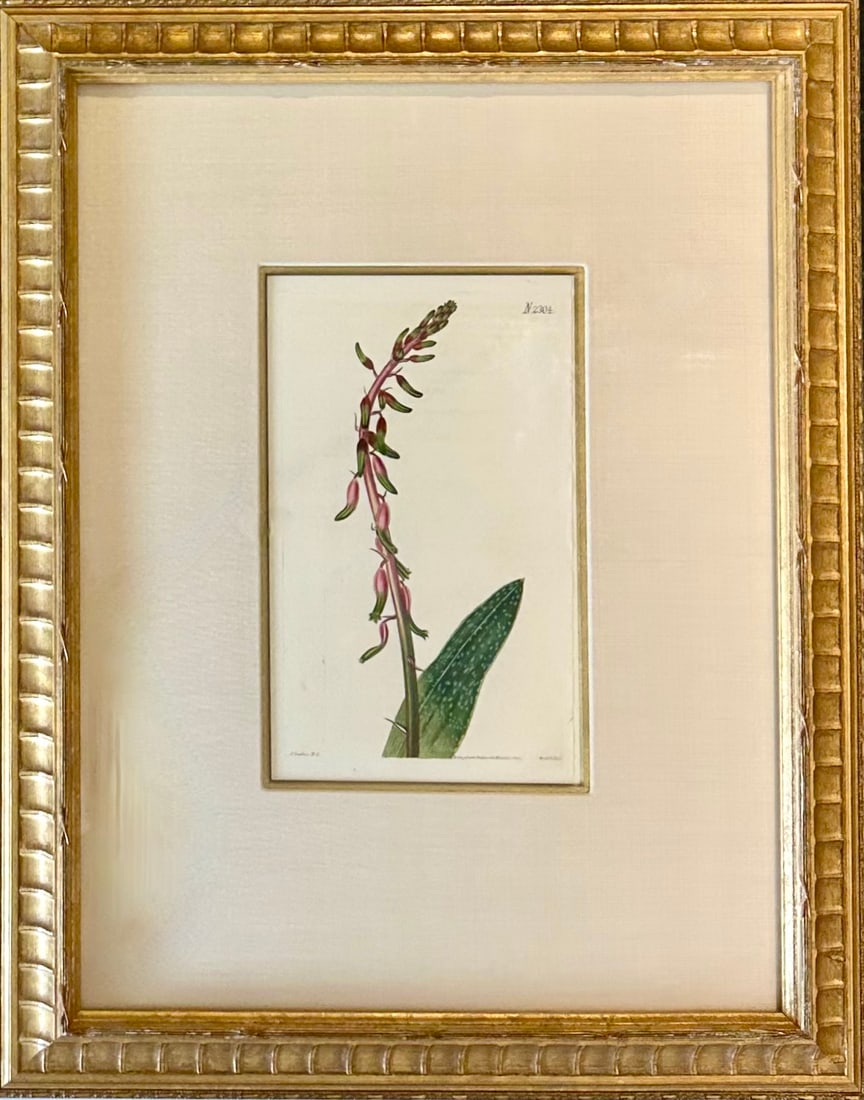 Botanicals: Trillion, Oleander, Snapdragon, Original by by William Curtis, 1803 (Set/4) - 5