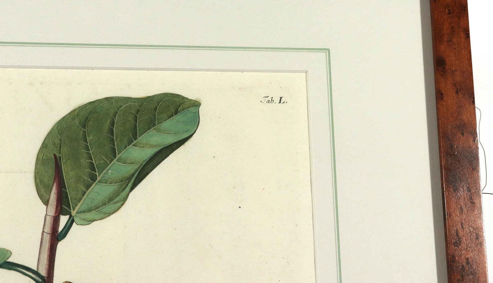 18th-Century Exotic Botanical Prints From Plantae Selectae by Georg Ehret - 14