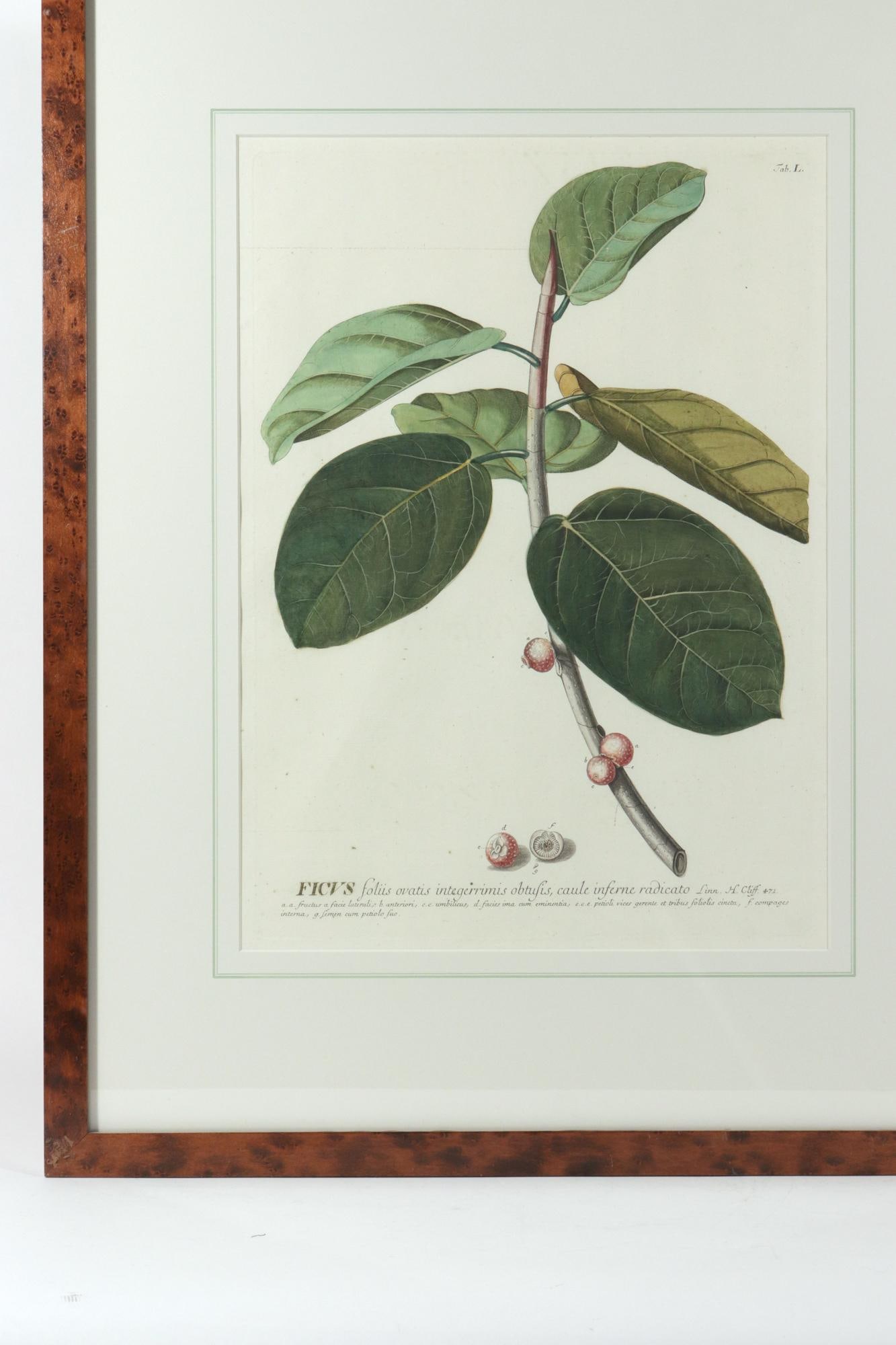 18th-Century Exotic Botanical Prints From Plantae Selectae by Georg Ehret - 16