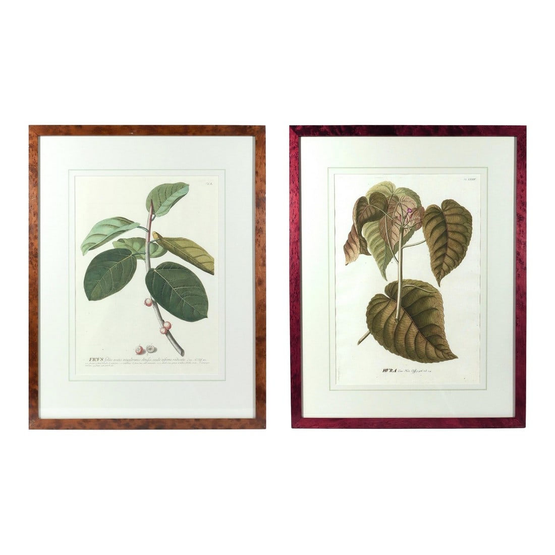 18th-Century Exotic Botanical Prints From Plantae Selectae by Georg Ehret: The Sandbox Tree & The Banyan Tree: Exotic Botanical Prints, Plantae Selectae by Georg Ehret, Tab. L & XXXIV : Exotic Botanical Print from Plantae Selectae by Georg Ehret, Circa 1750–1773 