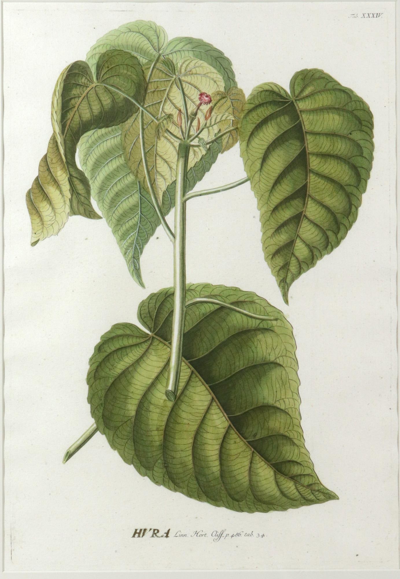 18th-Century Exotic Botanical Prints From Plantae Selectae by Georg Ehret - 2
