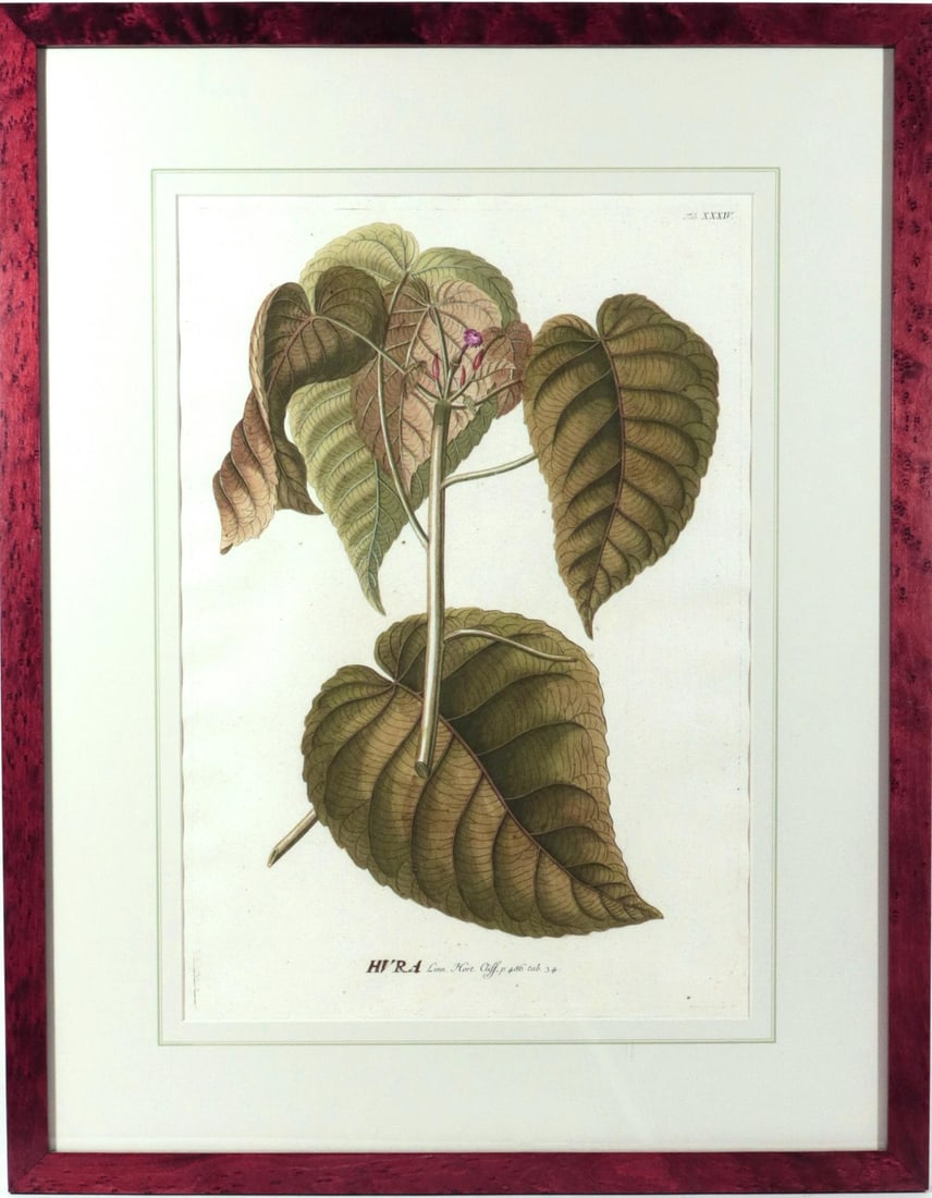 18th-Century Exotic Botanical Prints From Plantae Selectae by Georg Ehret - 4