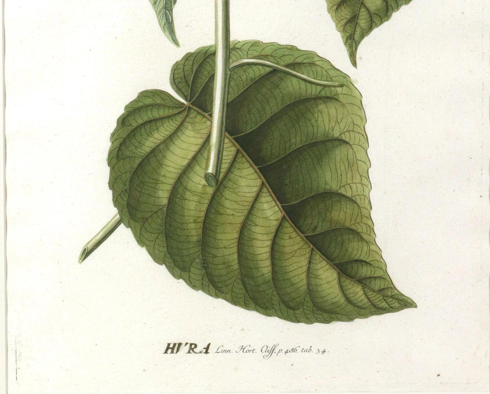 18th-Century Exotic Botanical Prints From Plantae Selectae by Georg Ehret - 6