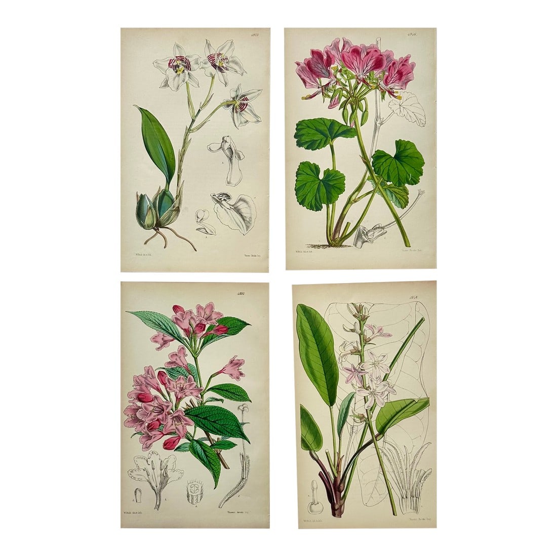 Orchid, Geranium, Weigela & Galipea: Original Botanical Engravings by William Curtis, 1856 (Set of 4: Set of 4 original copper engraving botanicals by William Curtis. Unframed. Dimensions: 6" x 9.5" each print,/ 20" x 26" set of 4. Very good condition. Curtis began publishing the *Botanical