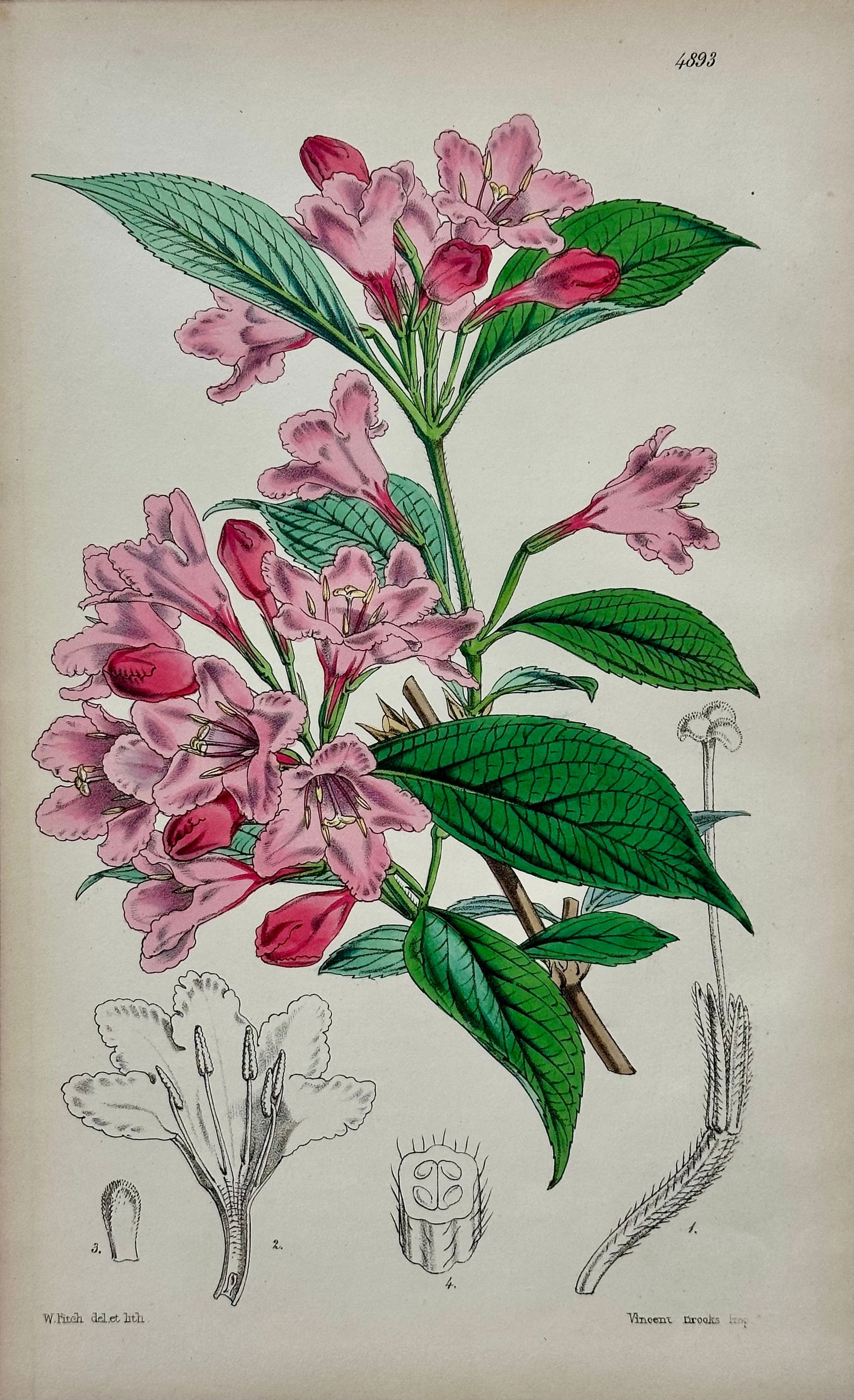 Orchid, Geranium, Weigela & Galipea: Original Botanical Engravings by William Curtis, 1856 (Set of 4 - 2