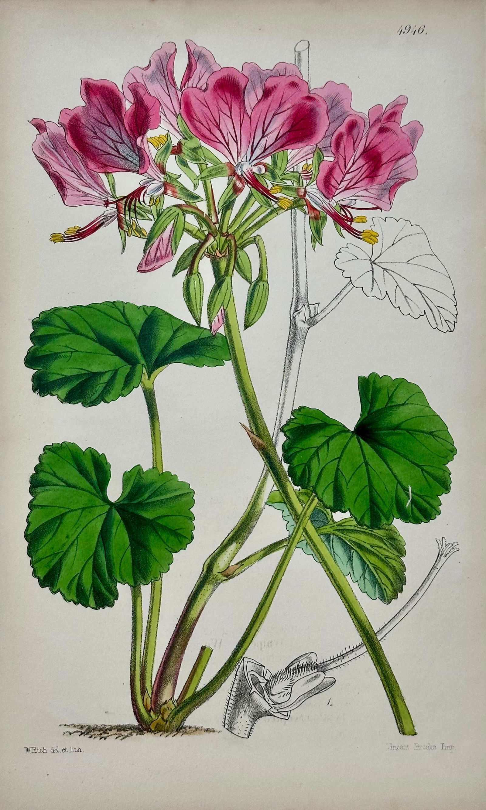 Orchid, Geranium, Weigela & Galipea: Original Botanical Engravings by William Curtis, 1856 (Set of 4 - 3