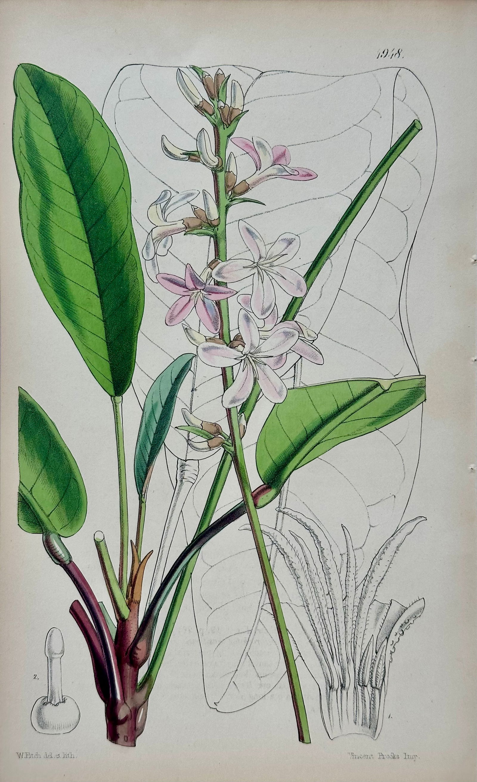Orchid, Geranium, Weigela & Galipea: Original Botanical Engravings by William Curtis, 1856 (Set of 4 - 4