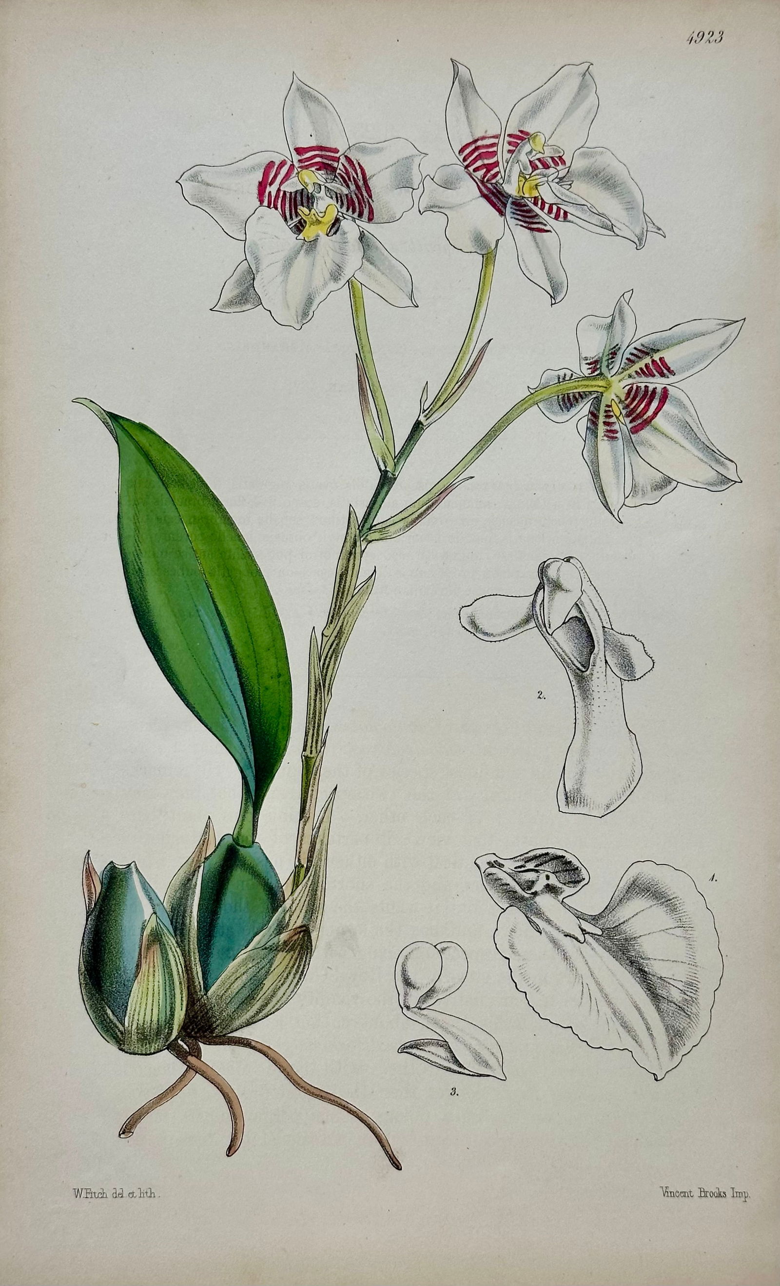 Orchid, Geranium, Weigela & Galipea: Original Botanical Engravings by William Curtis, 1856 (Set of 4 - 5