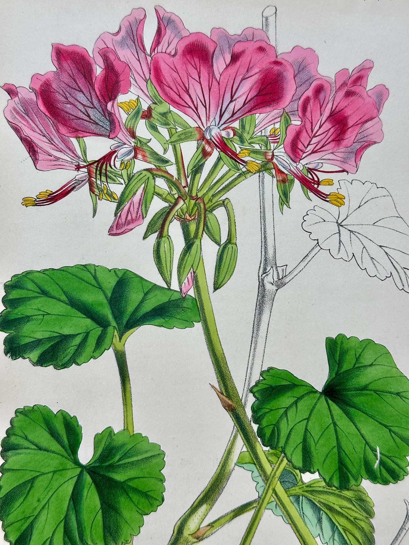 Orchid, Geranium, Weigela & Galipea: Original Botanical Engravings by William Curtis, 1856 (Set of 4 - 6