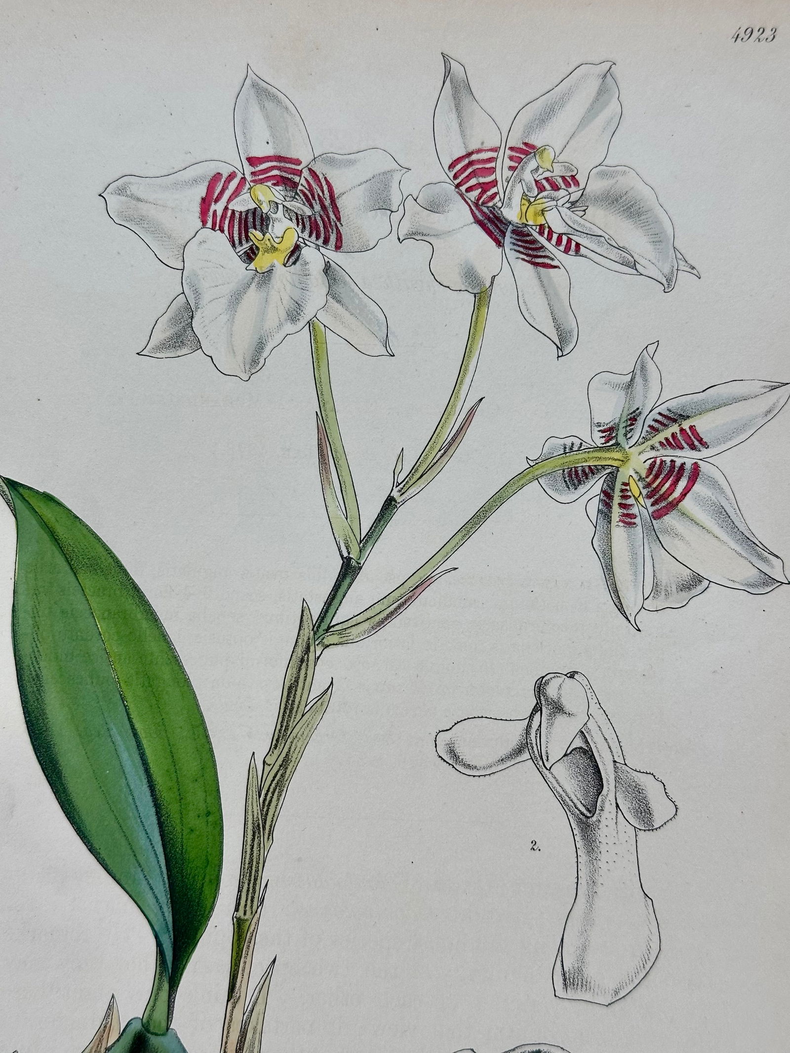 Orchid, Geranium, Weigela & Galipea: Original Botanical Engravings by William Curtis, 1856 (Set of 4 - 7