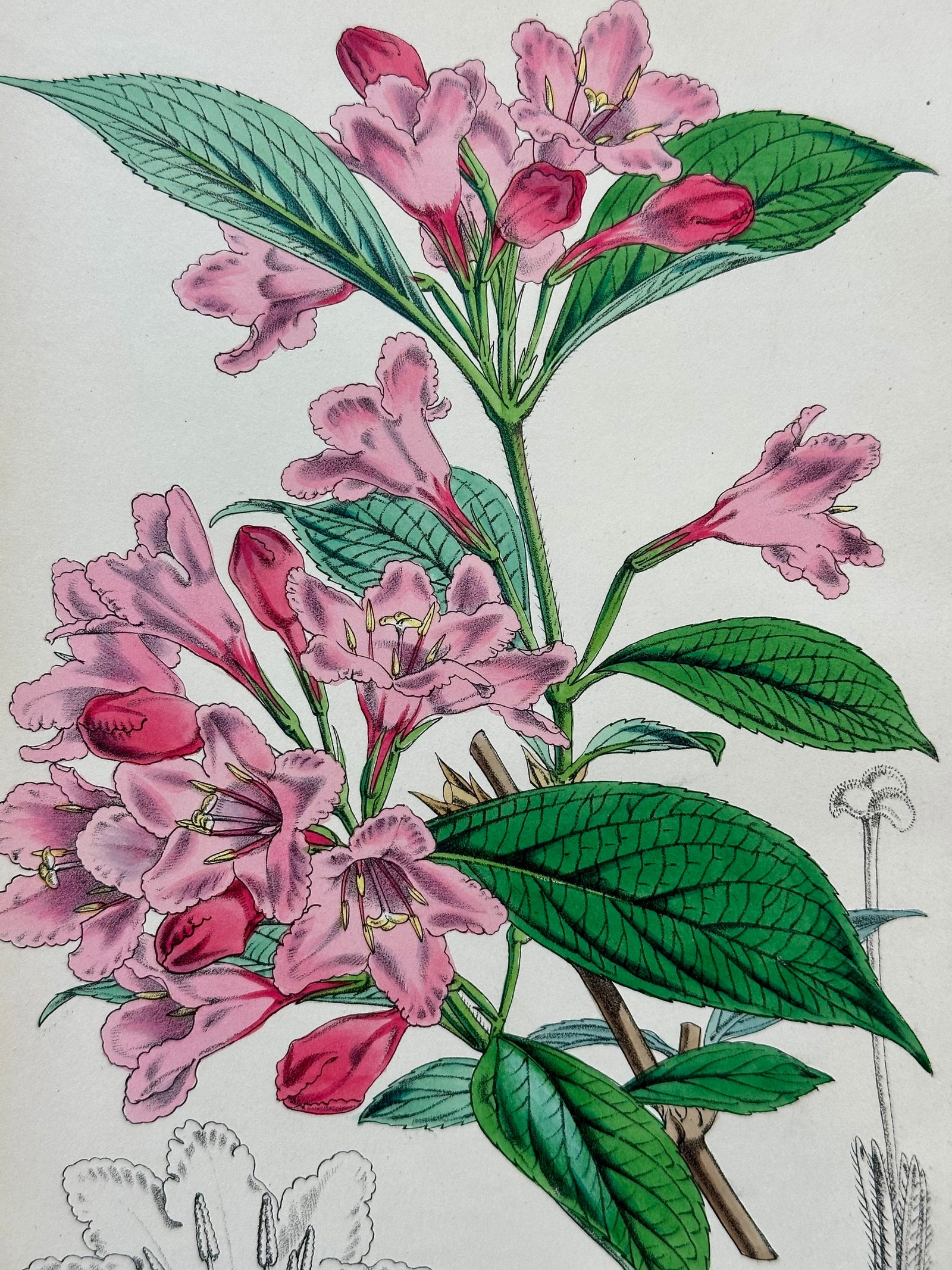 Orchid, Geranium, Weigela & Galipea: Original Botanical Engravings by William Curtis, 1856 (Set of 4 - 8