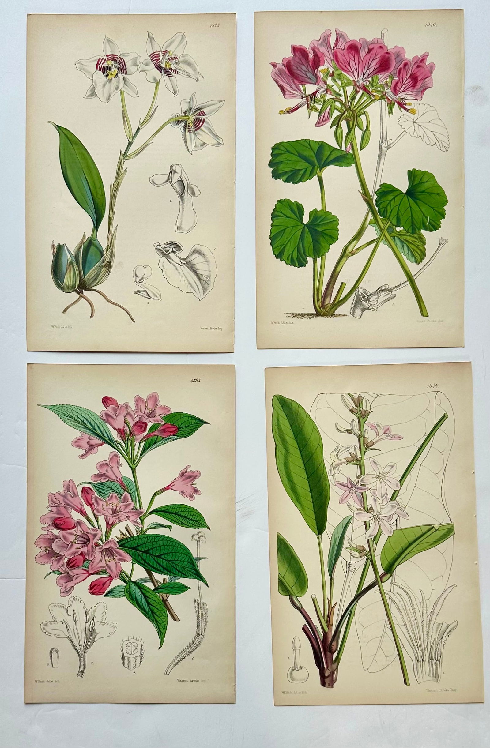 Orchid, Geranium, Weigela & Galipea: Original Botanical Engravings by William Curtis, 1856 (Set of 4 - 9
