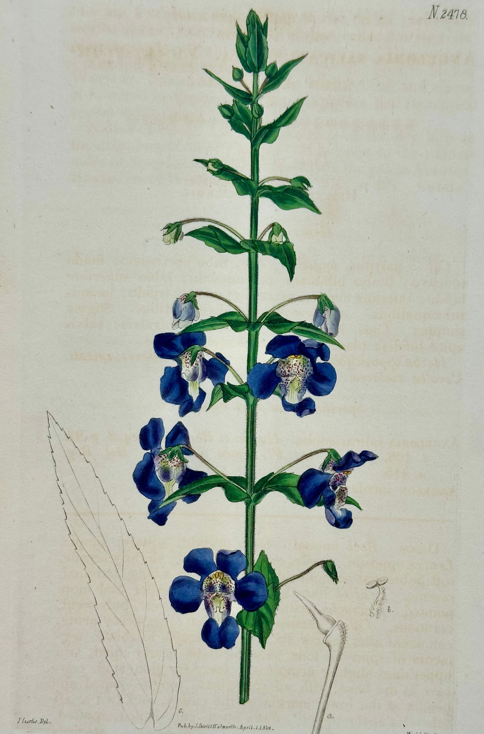 Azalea, Angel Flower, Lily, Soapwart Botanical Engravings by William Curtis, 1856 (Set of 4) - 2