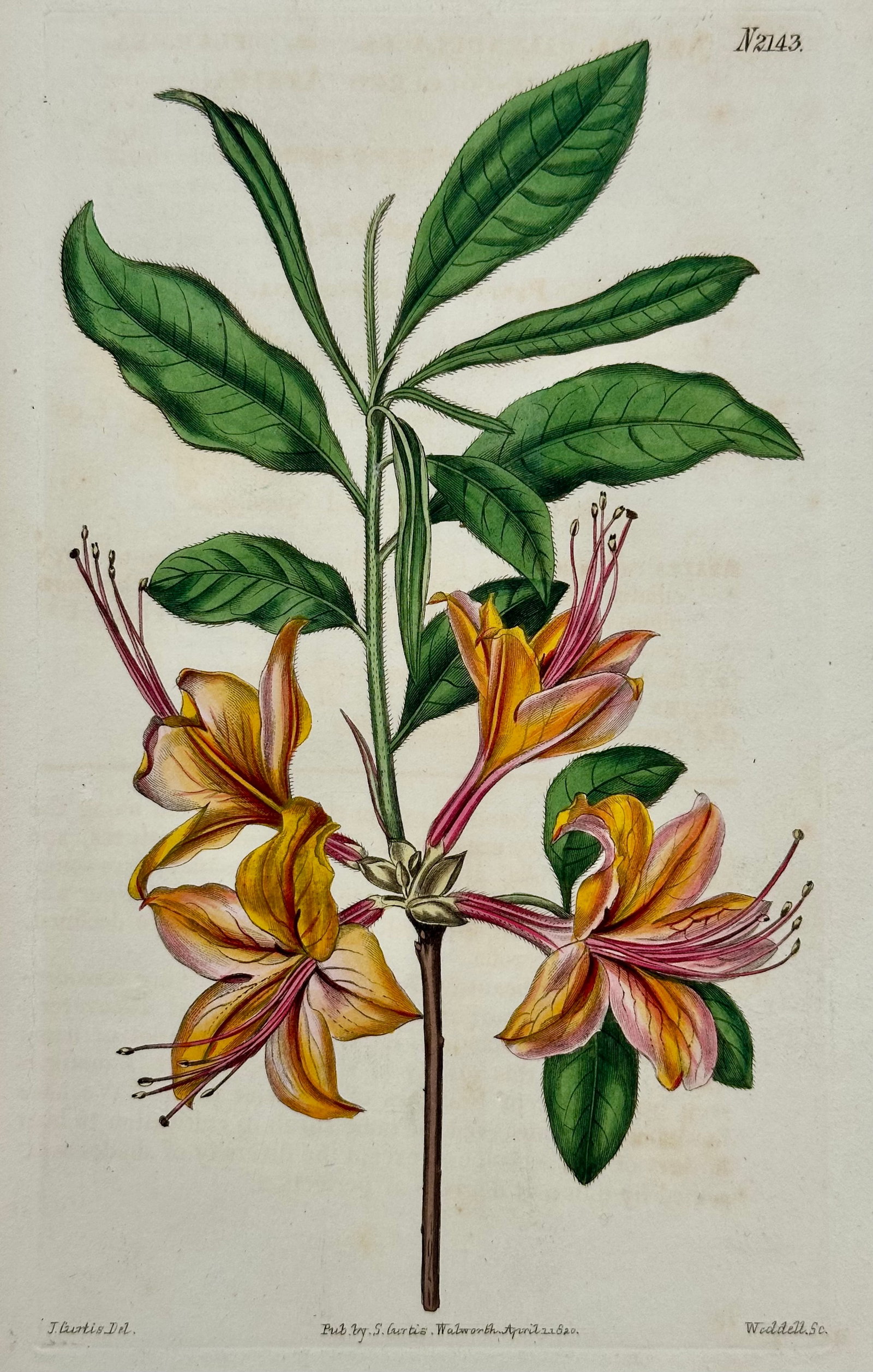 Azalea, Angel Flower, Lily, Soapwart Botanical Engravings by William Curtis, 1856 (Set of 4) - 4