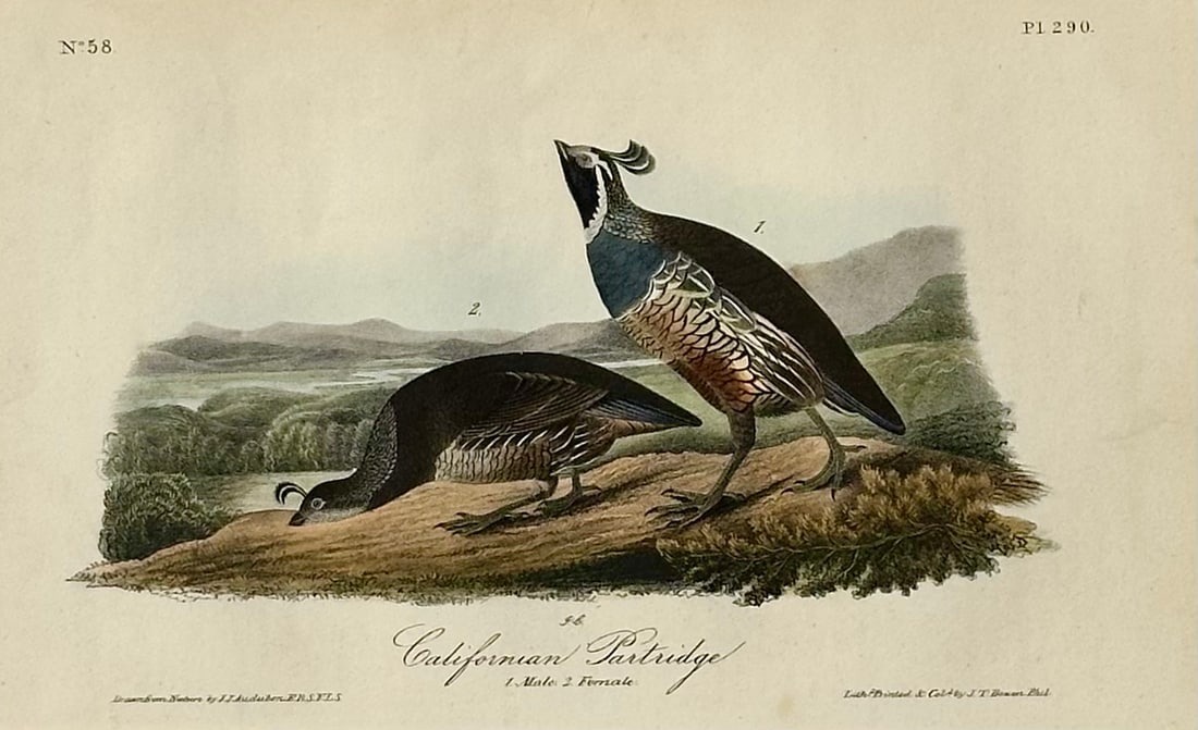 California Patridge Original 1st Edition Print by John James Audubon, 1842 - 2