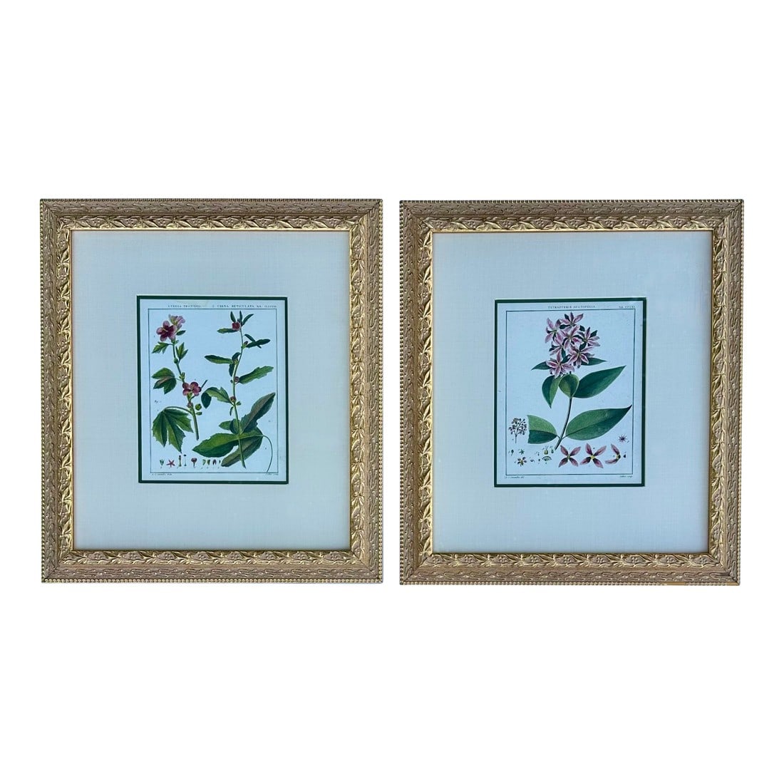 Hibiscus and Mallows (Malvaceae), Pair Original Botanical Prints, 1838 (Framed): Original engravings featuring two species of the genus Urena: Urena tricuspis (left) and Urena reticulata (right). These plants belong to the Malvaceae family, which also includes hibiscus and