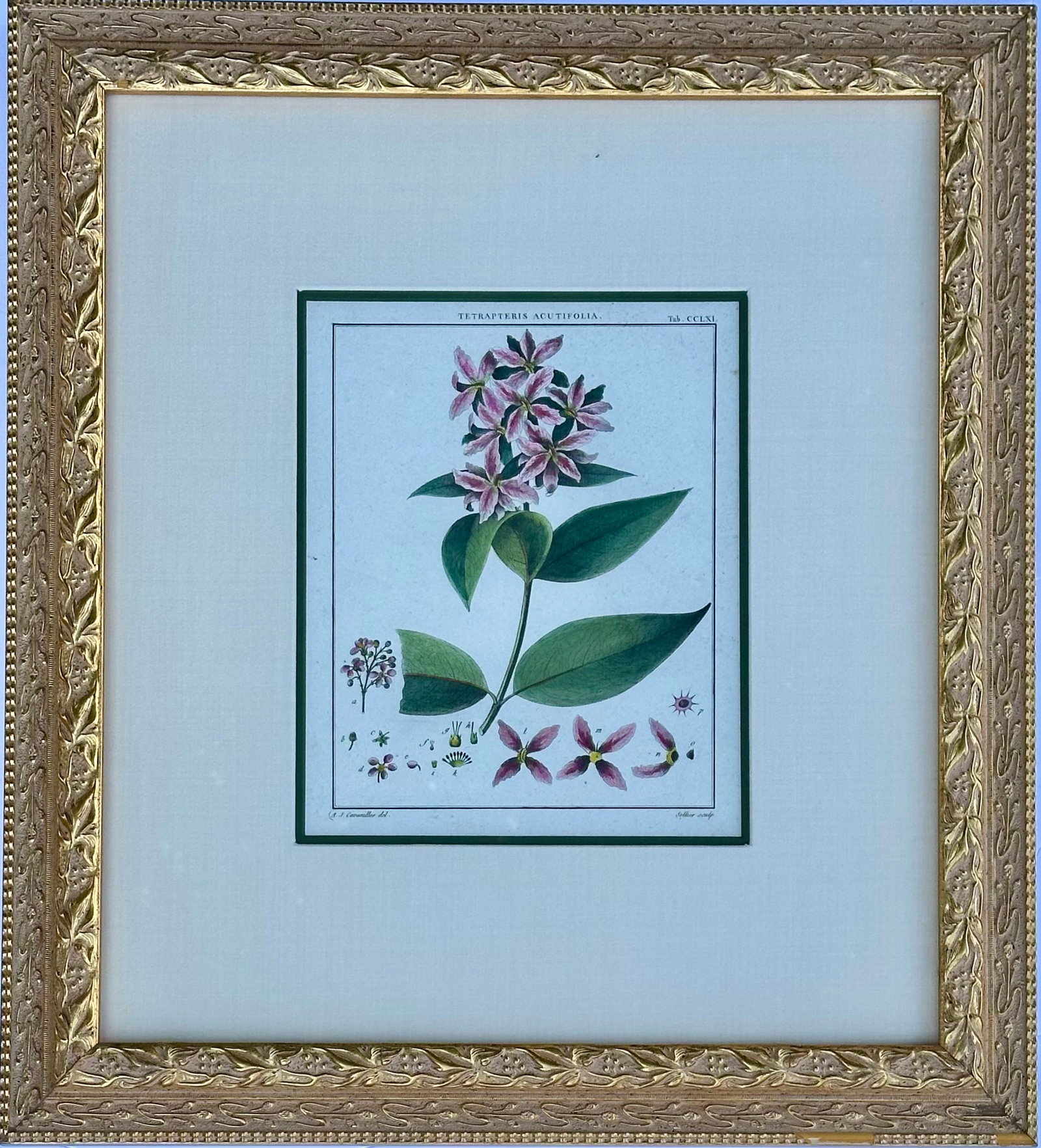 Hibiscus and Mallows (Malvaceae), Pair Original Botanical Prints, 1838 (Framed) - 4