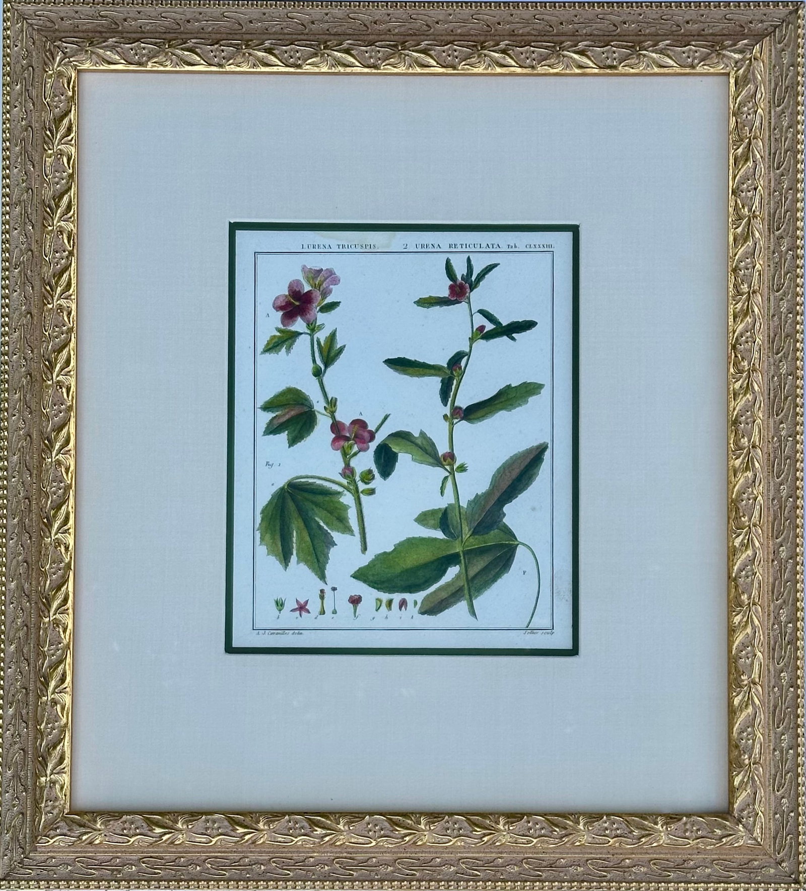 Hibiscus and Mallows (Malvaceae), Pair Original Botanical Prints, 1838 (Framed) - 6