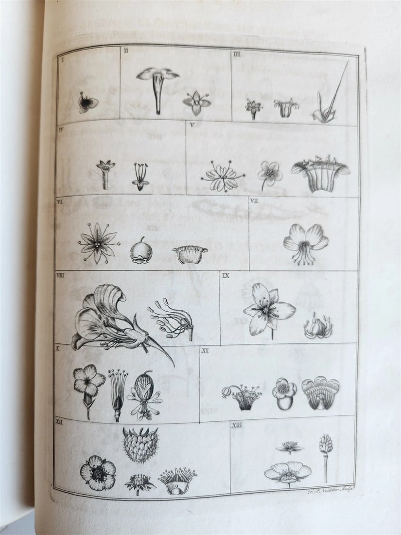 1790-91 BOTANIC GARDEN by ERASMUS DARWIN antique ILLUSTRATED by WILLIAM BLAKE - 12