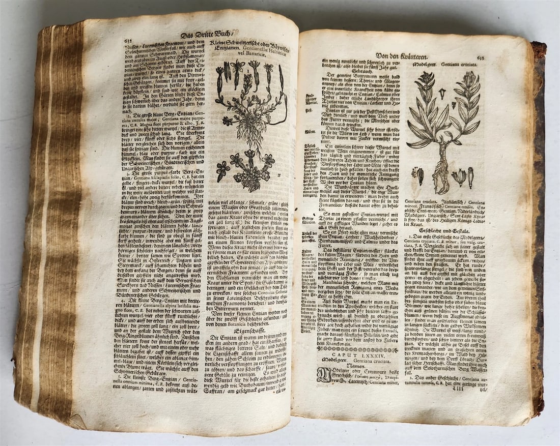1696 HERBAL BOOK Theatrum botanicum antique ILLUSTRATED FOLIO 1200 woodcuts - 8