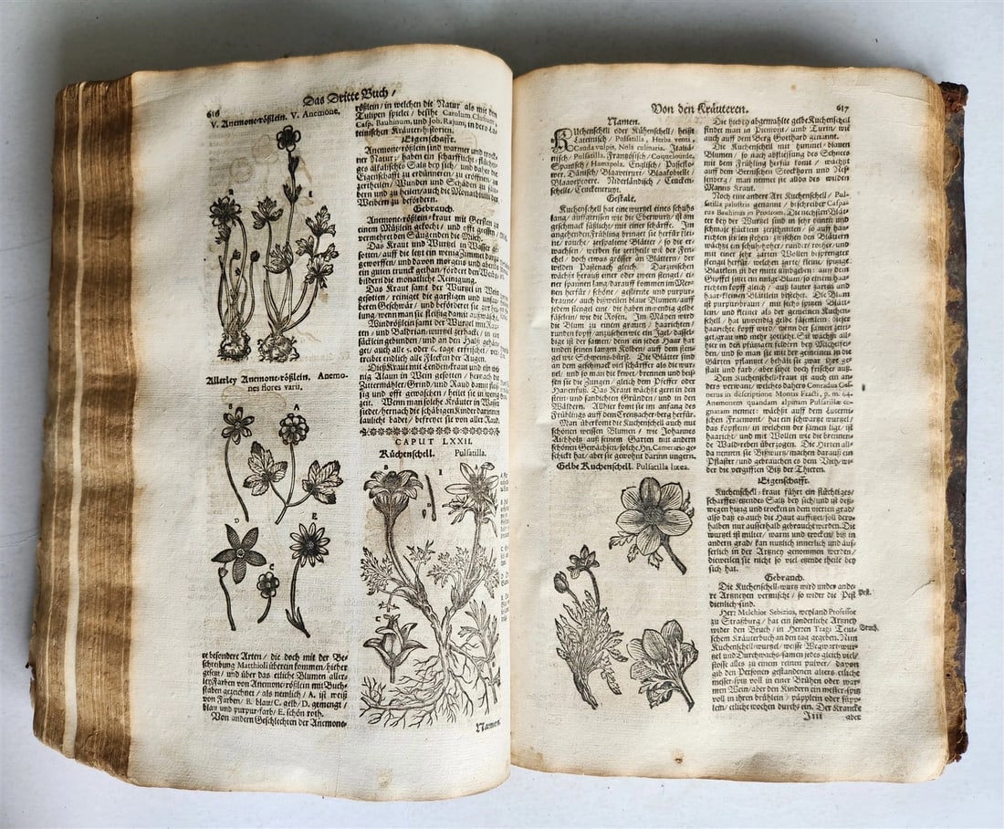 1696 HERBAL BOOK Theatrum botanicum antique ILLUSTRATED FOLIO 1200 woodcuts - 14