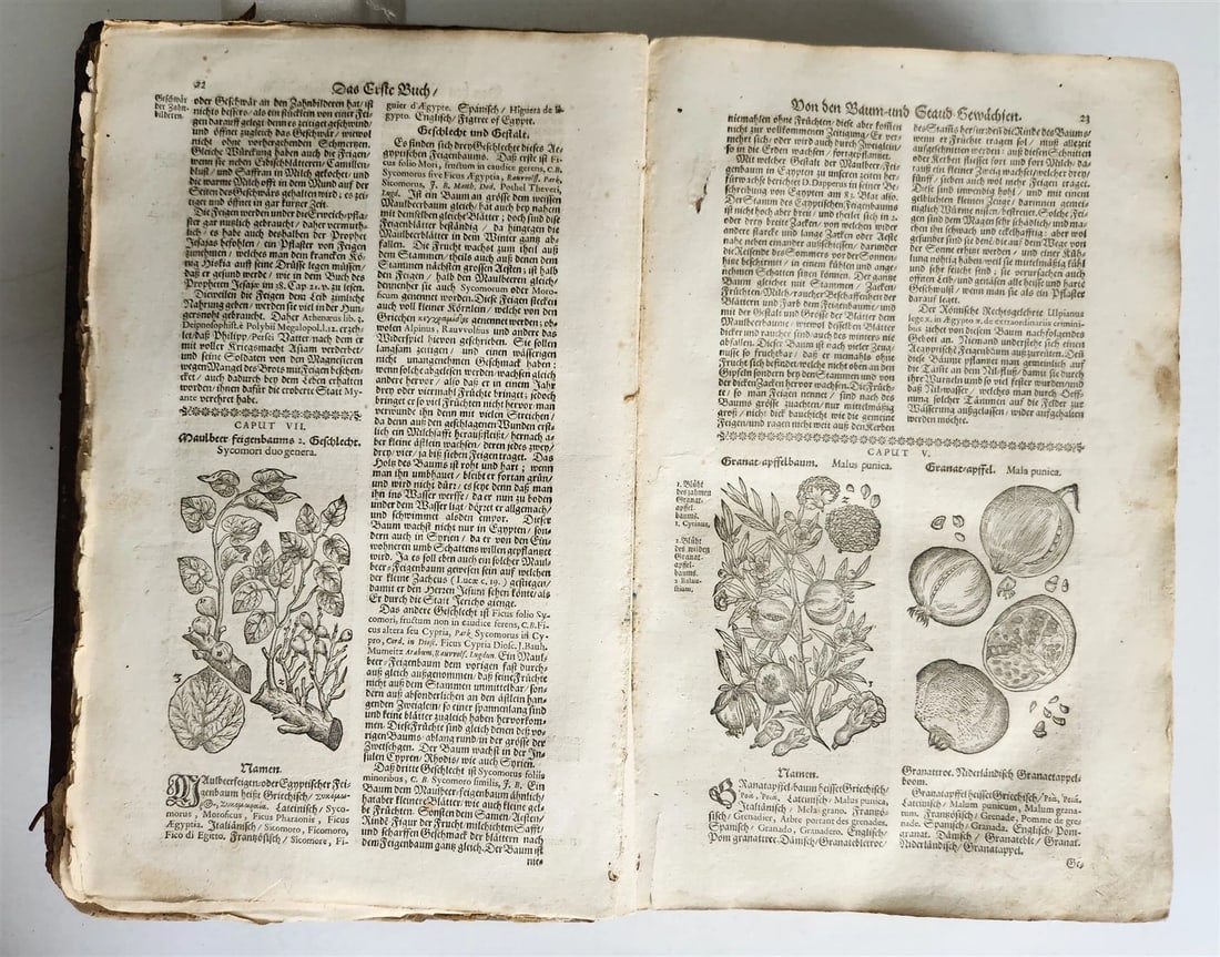 1696 HERBAL BOOK Theatrum botanicum antique ILLUSTRATED FOLIO 1200 woodcuts - 2