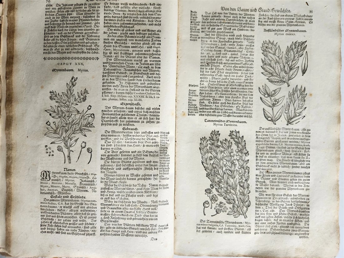1696 HERBAL BOOK Theatrum botanicum antique ILLUSTRATED FOLIO 1200 woodcuts - 3