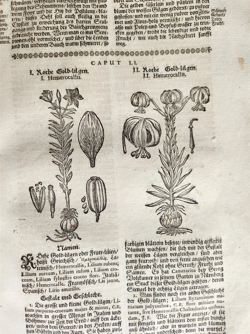 1696 HERBAL BOOK Theatrum botanicum antique ILLUSTRATED FOLIO 1200 woodcuts - 5