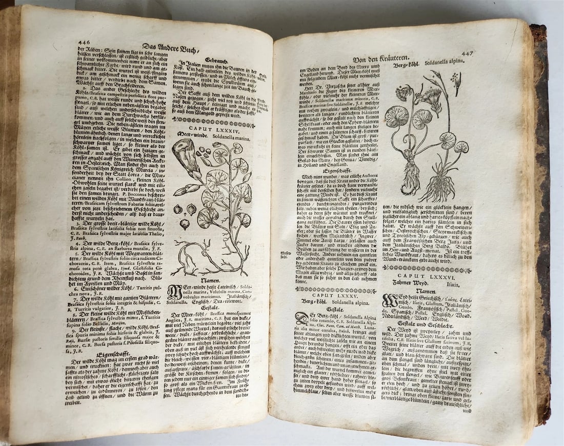 1696 HERBAL BOOK Theatrum botanicum antique ILLUSTRATED FOLIO 1200 woodcuts - 6