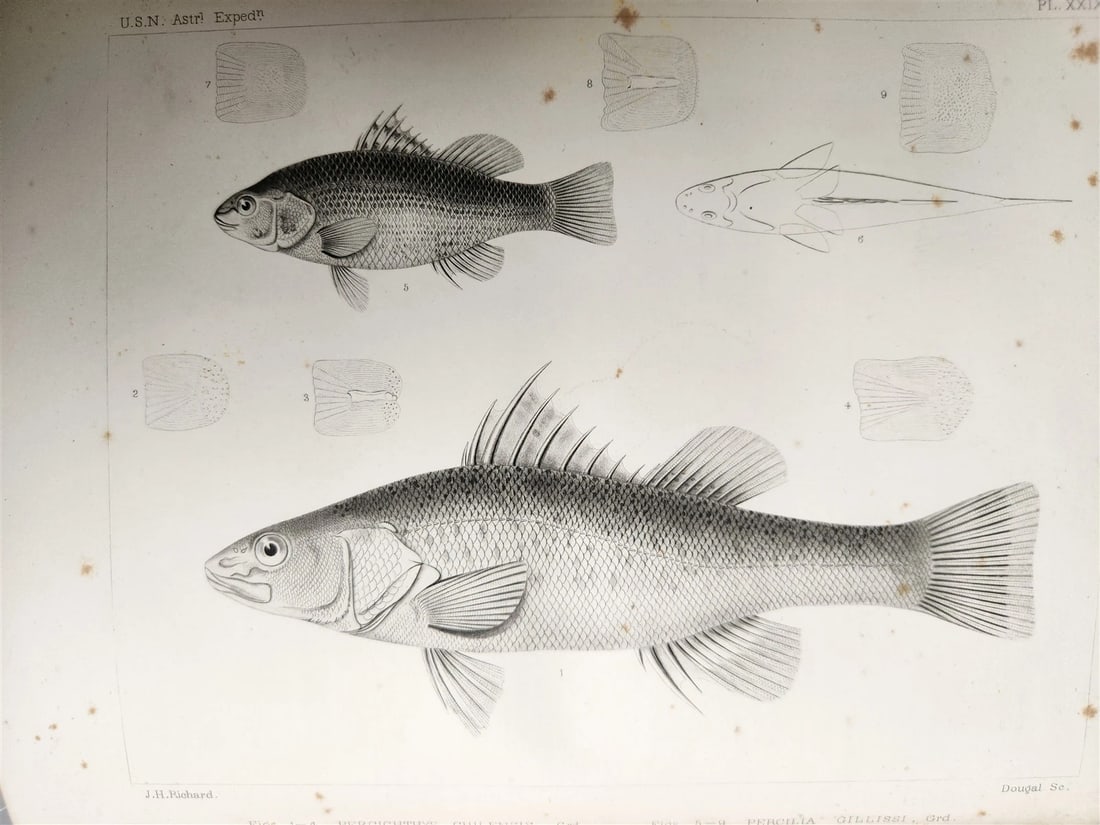 1855 South Hemisphere US Naval Astronomical Expedition ANTIQUE illustrated 2 VOL - 9