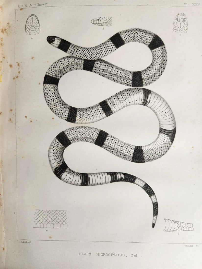 1855 South Hemisphere US Naval Astronomical Expedition ANTIQUE illustrated 2 VOL - 13