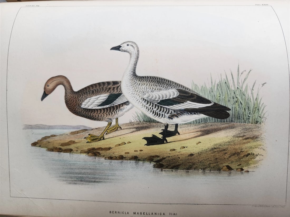 1855 South Hemisphere US Naval Astronomical Expedition ANTIQUE illustrated 2 VOL - 16