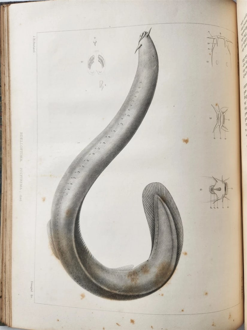 1855 South Hemisphere US Naval Astronomical Expedition ANTIQUE illustrated 2 VOL - 6