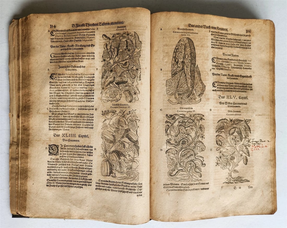 1588 HERBAL BOOK in GERMAN antique ILLUSTRATED Tabernaemontanus - 17