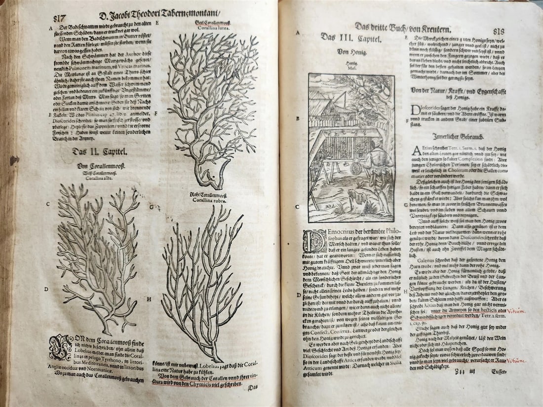 1588 HERBAL BOOK in GERMAN antique ILLUSTRATED Tabernaemontanus - 18