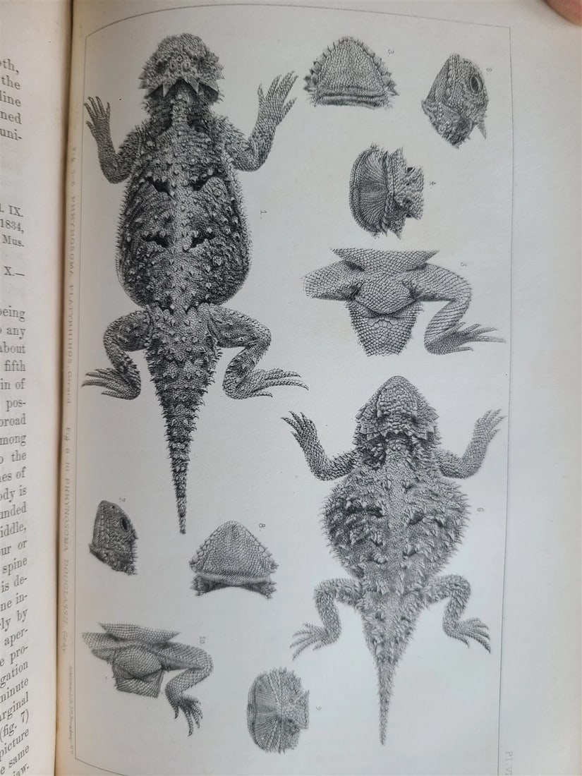 1852 EXPLORATION & SURVEY of VALLEY GREAT SALT LAKE of UTAH antique ILLUSTRATED - 7