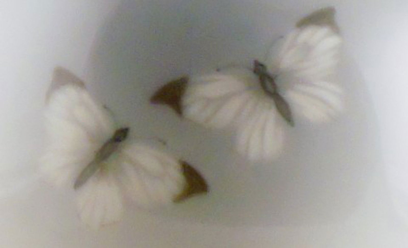 Royal Copenhagen vase with a flower and butterflies. - 3