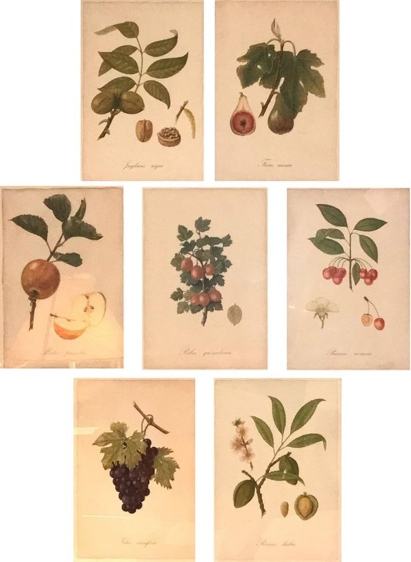 Set of Seven Botanical Prints of Fruit Signed Peter Drafet: Title: Set of Seven Botanical Prints of Fruit Signed Peter Drafet Description: Set of seven botanical prints of fruit signed Peter Drafet. Each on a matte and in a lovely gilt frame. Height: 17 inches