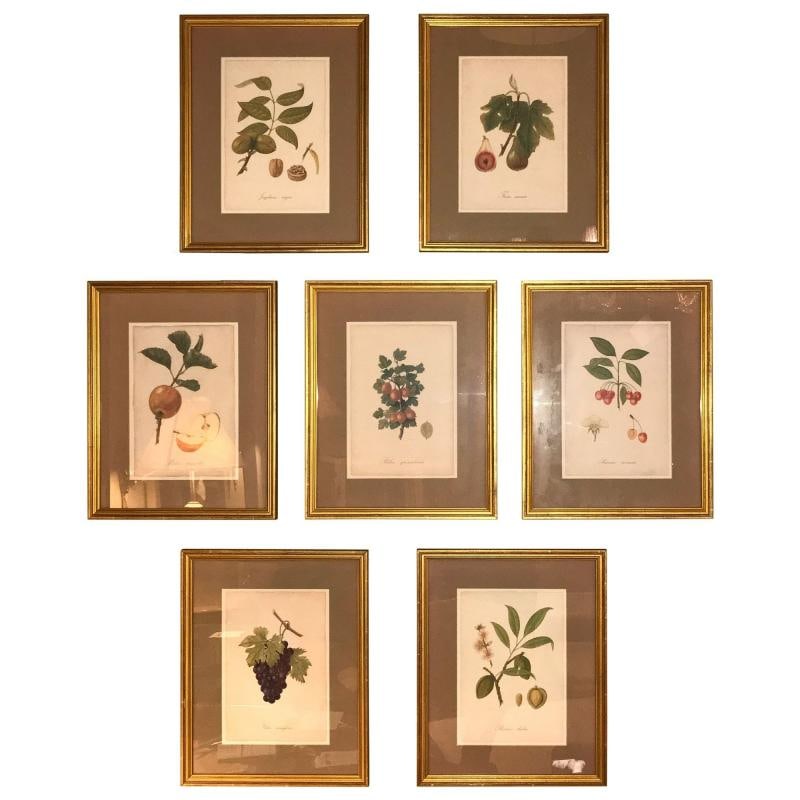 Set of Seven Botanical Prints of Fruit Signed Peter Drafet - 2