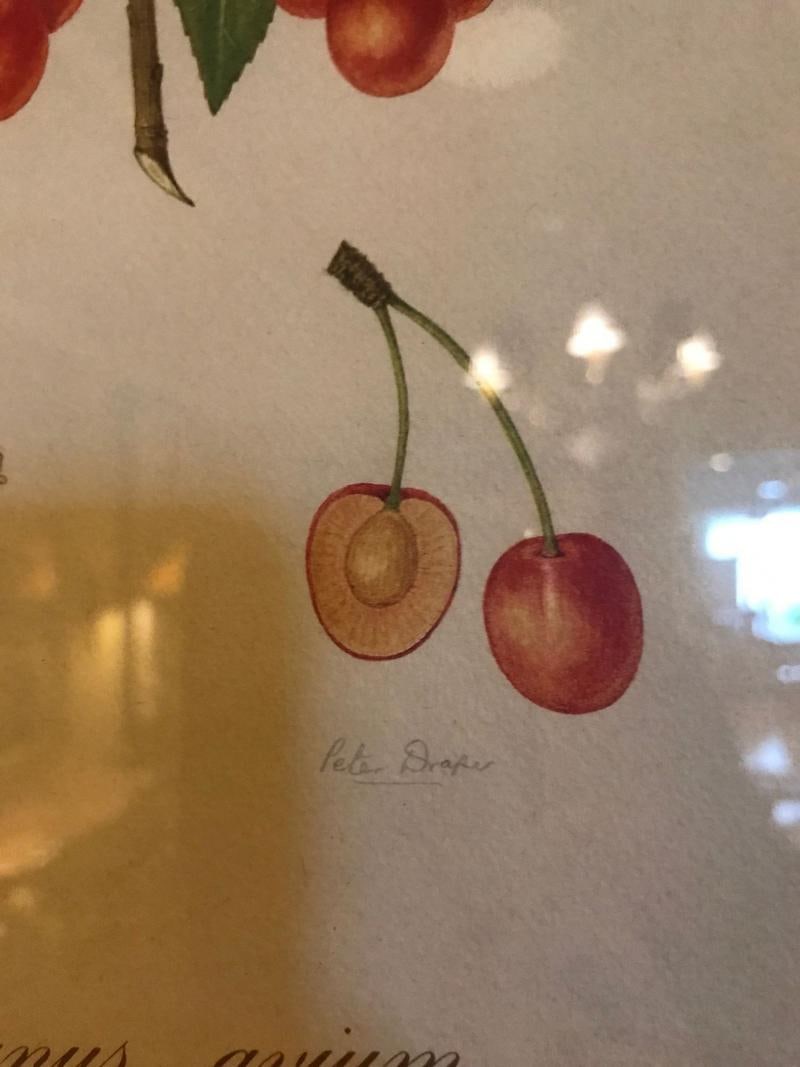 Set of Seven Botanical Prints of Fruit Signed Peter Drafet - 4