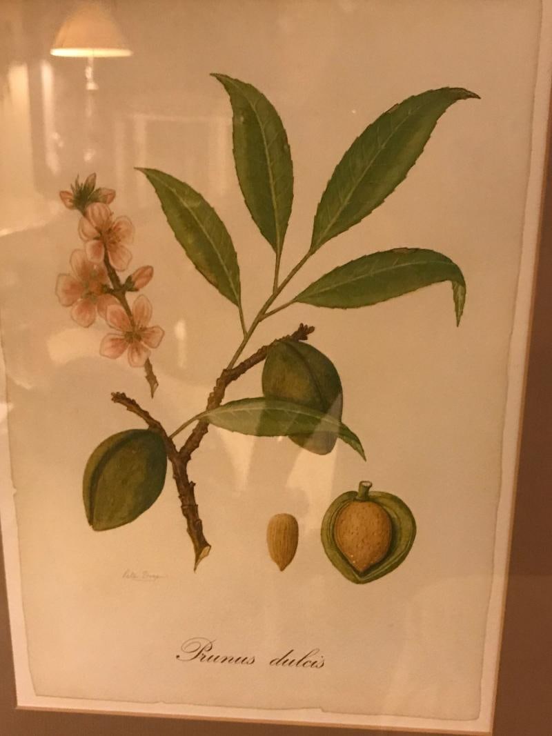 Set of Seven Botanical Prints of Fruit Signed Peter Drafet - 7