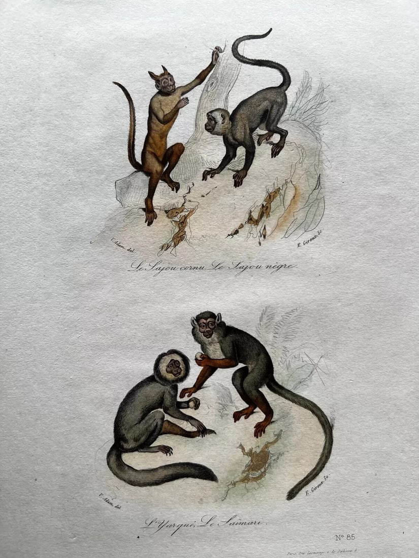 Monkeys Playing 19th century - Antique Print Original - 2