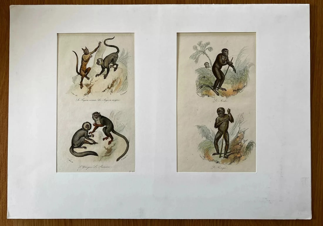 Monkeys Playing 19th century - Antique Print Original - 7