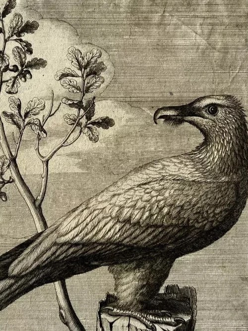 Antique Original Etching Nicolas Robert (1614-1685) Vautour, Bird - 5