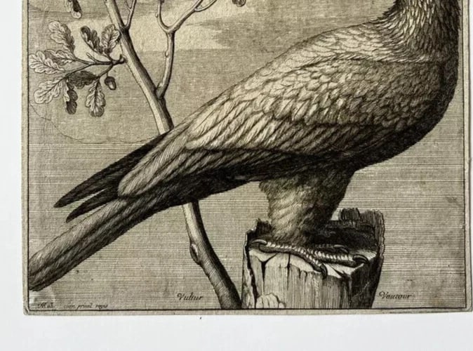 Antique Original Etching Nicolas Robert (1614-1685) Vautour, Bird - 6