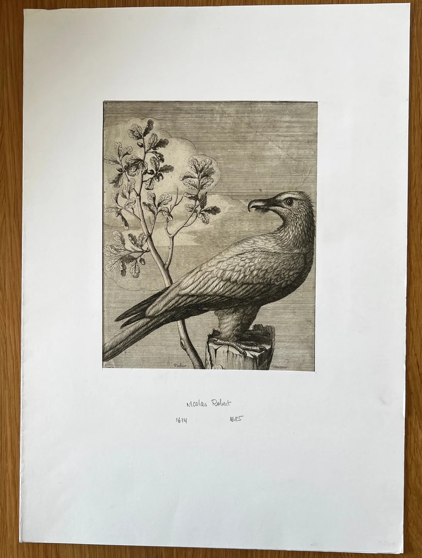 Antique Original Etching Nicolas Robert (1614-1685) Vautour, Bird - 7