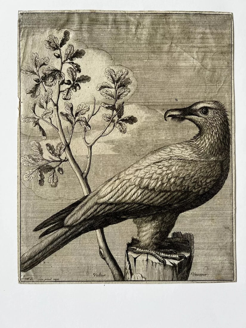 Antique Original Etching Nicolas Robert (1614-1685) Vautour, Bird - 8