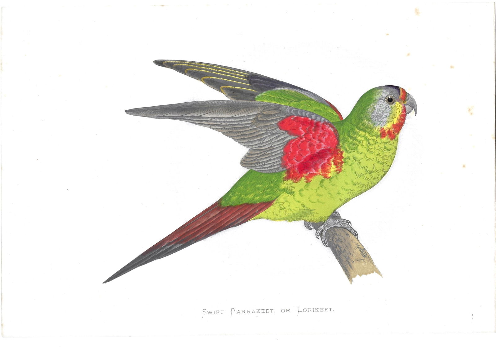Swift Parakeet - antique print: Lot Title: Swift Parakeet - antique printAuthor/Artist: W.T. GreeneDate: 1884-87Source: "Parrots in Captivity"Size/Format: 9.75 x 6.5 inchesProcess: ChromoxylographyAdditional Information: